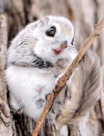 Cute Japanese Dwarf Flying Squirrel