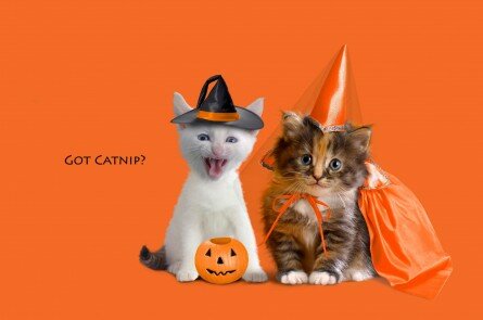 Kittens dressed up for Halloween