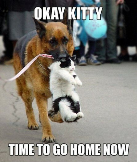 Dog thinks Kitty needs to go Home