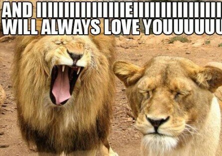 Lion “I Love You” Roar