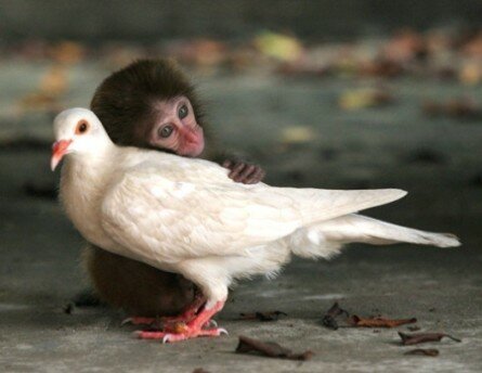 Monkey loves pigeon