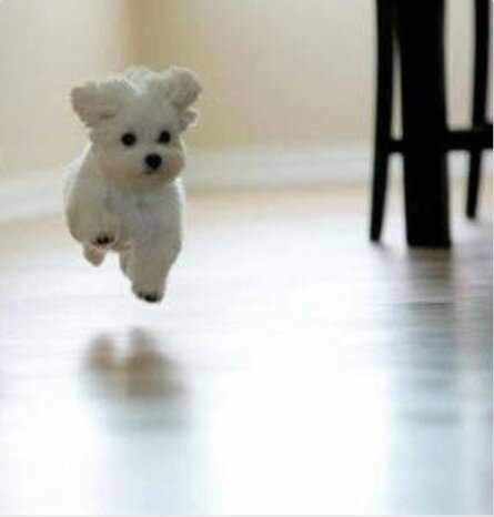 Lovely Small White Dog Jumping