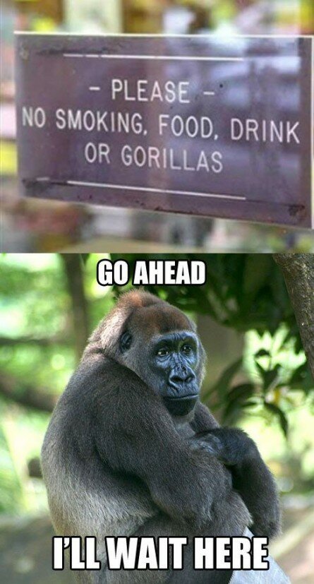 No Gorillas allowed