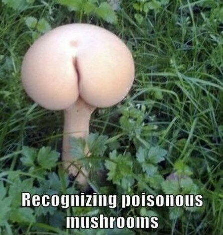 Poisonous Mushroom