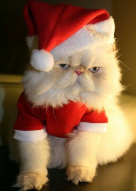 Santa cat photo