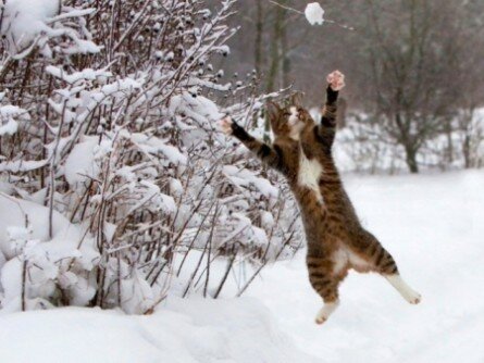 Snowball fight