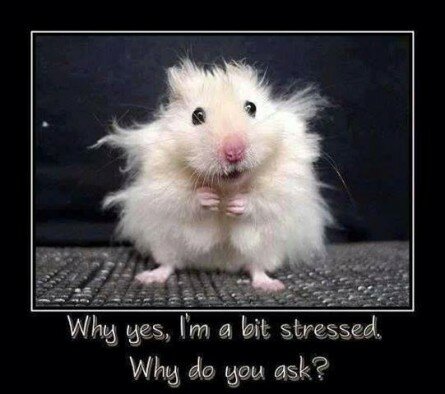 Stressed Hamster