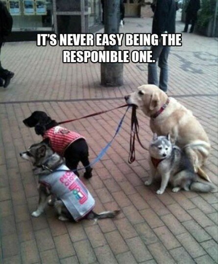 The responsible dog