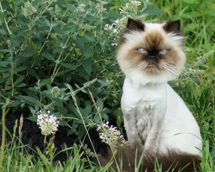 Very Funny Cat Haircut