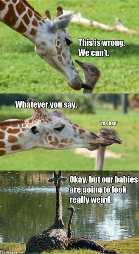 Funny Love Giraffe and Ostrich