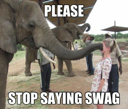 When an Elephant doesn’t like what you’re saying