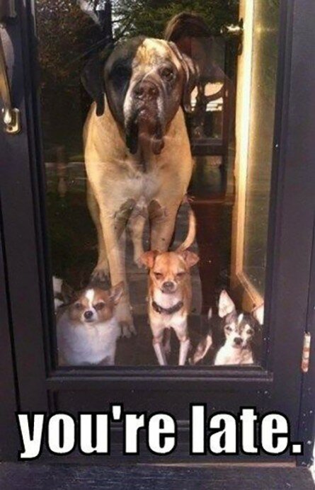 When you’re late and the dogs are waiting for you