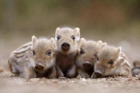 Wild boar baby