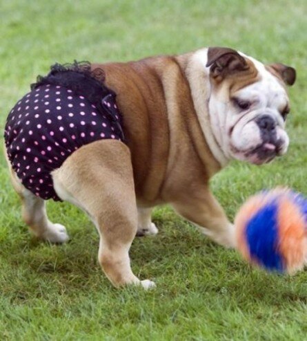 Bulldog with funny pants