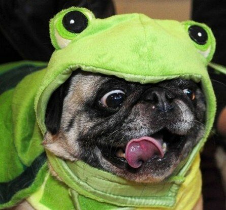 Funny costumed pug