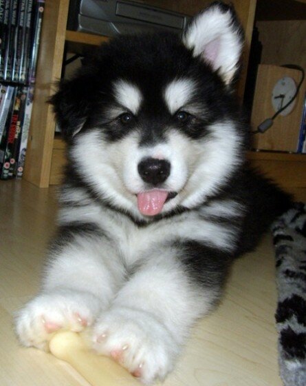 Cute husky