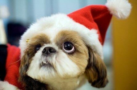 Cute Santa dog