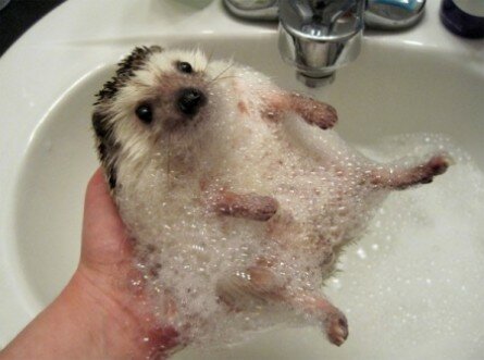 Funny hedgehog taking a bath