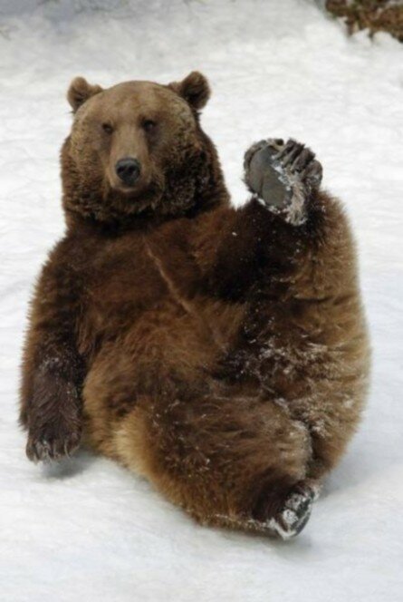 Funny bear stretching his leg