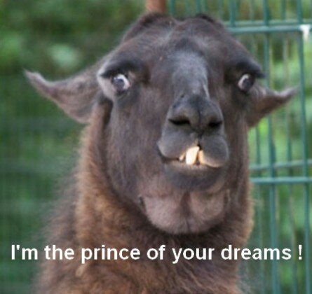 Funny lama image