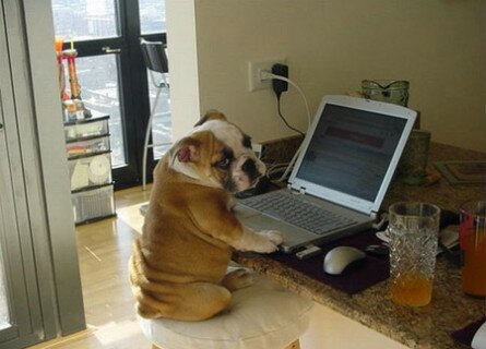 Funny dog at the laptop