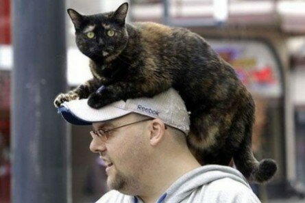 Funny cat on masters head