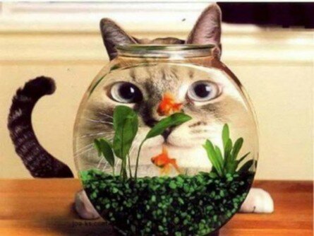 Funny cat over fish bowl