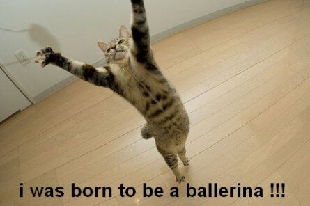 Pretty cat practicing ballet