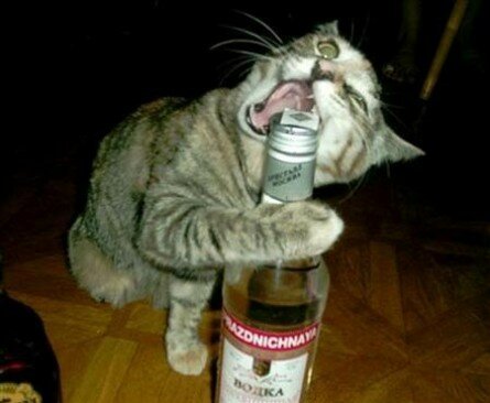 Funny cat trying to open vodka bottle