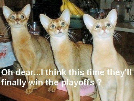 Funny cats football fans