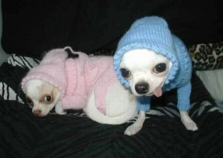 Funny looking chihuahuas