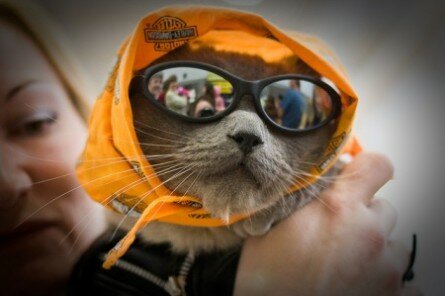 Funny cool biker kitty