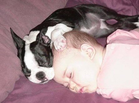 Cute image dog and baby sleeping