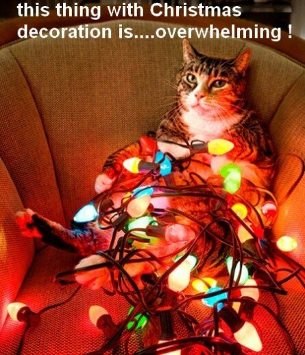 Funny decorated cat