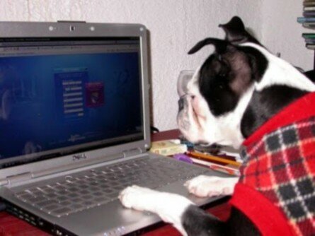 Funny dog at computer