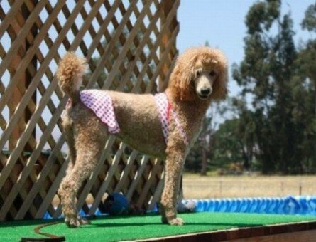 Cute dog in swimsuit