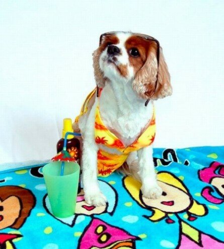 Funny dog with bikini