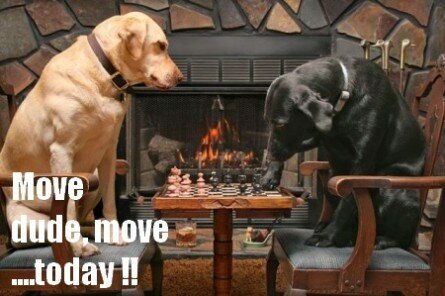 Funny dogs playing chess