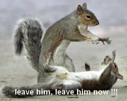 Funny exorcised squirrel