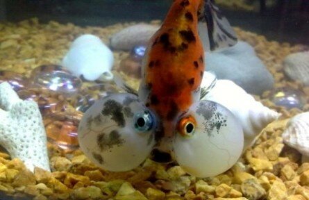 Funny fish