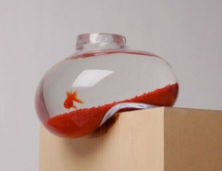 Funny fish bowl