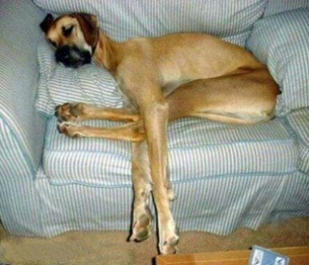 Funny greyhound sleeping