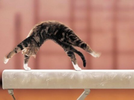 Funny gymnast cat