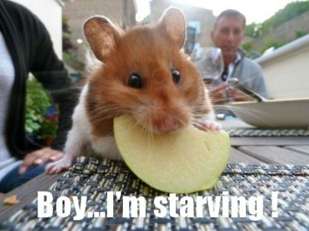 Funny hamster eating apple