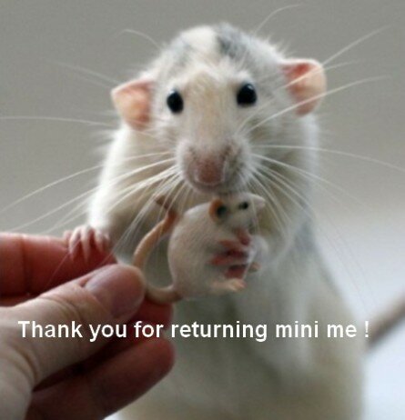 Funny hamster image