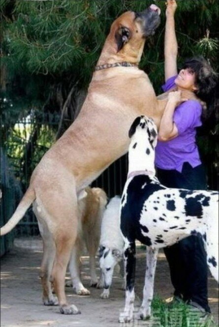 Huge dog image