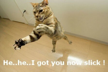 Funny jumping cat image