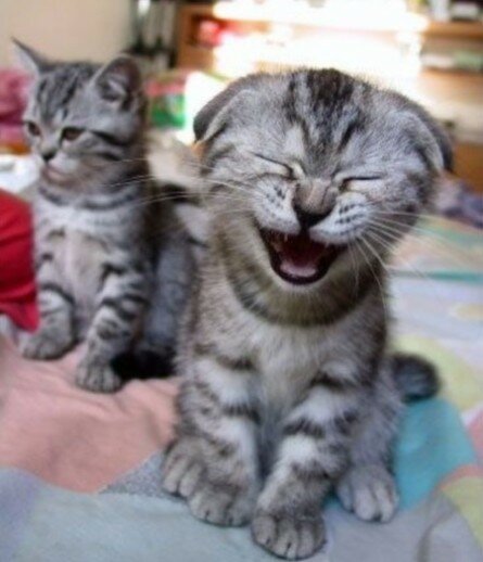 Funny kitten laughing