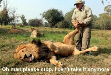 Funny lion getting a foot massage