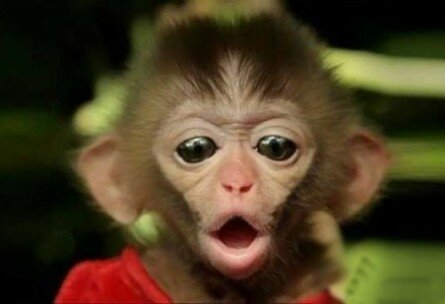 Funny monkey picture